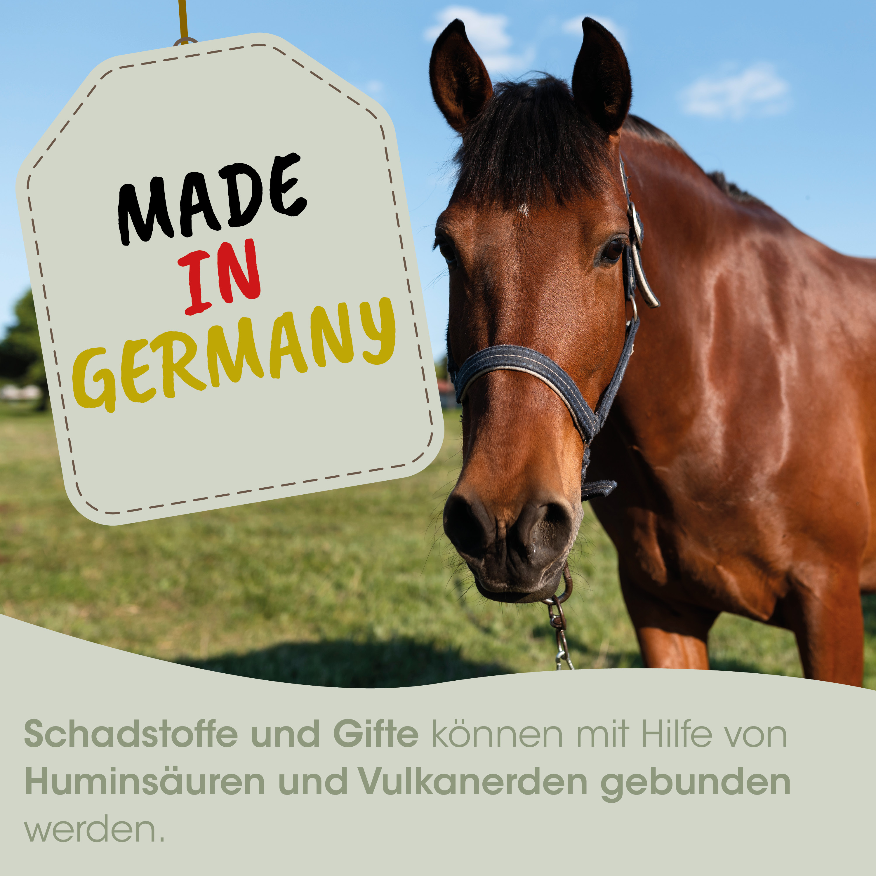 horse, horse head, halter, brown, made in germany