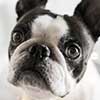 Hund