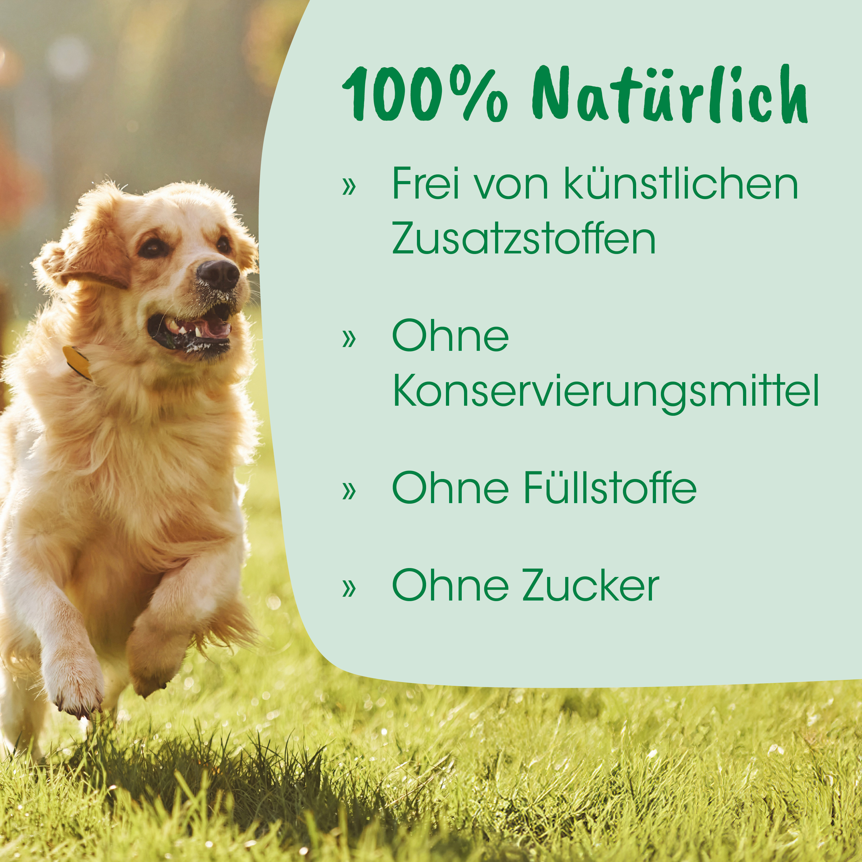 Hund, Golden Retriever, Haustierprodukt, Outdoor, Halsband