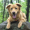 Testimonial 3 Hund