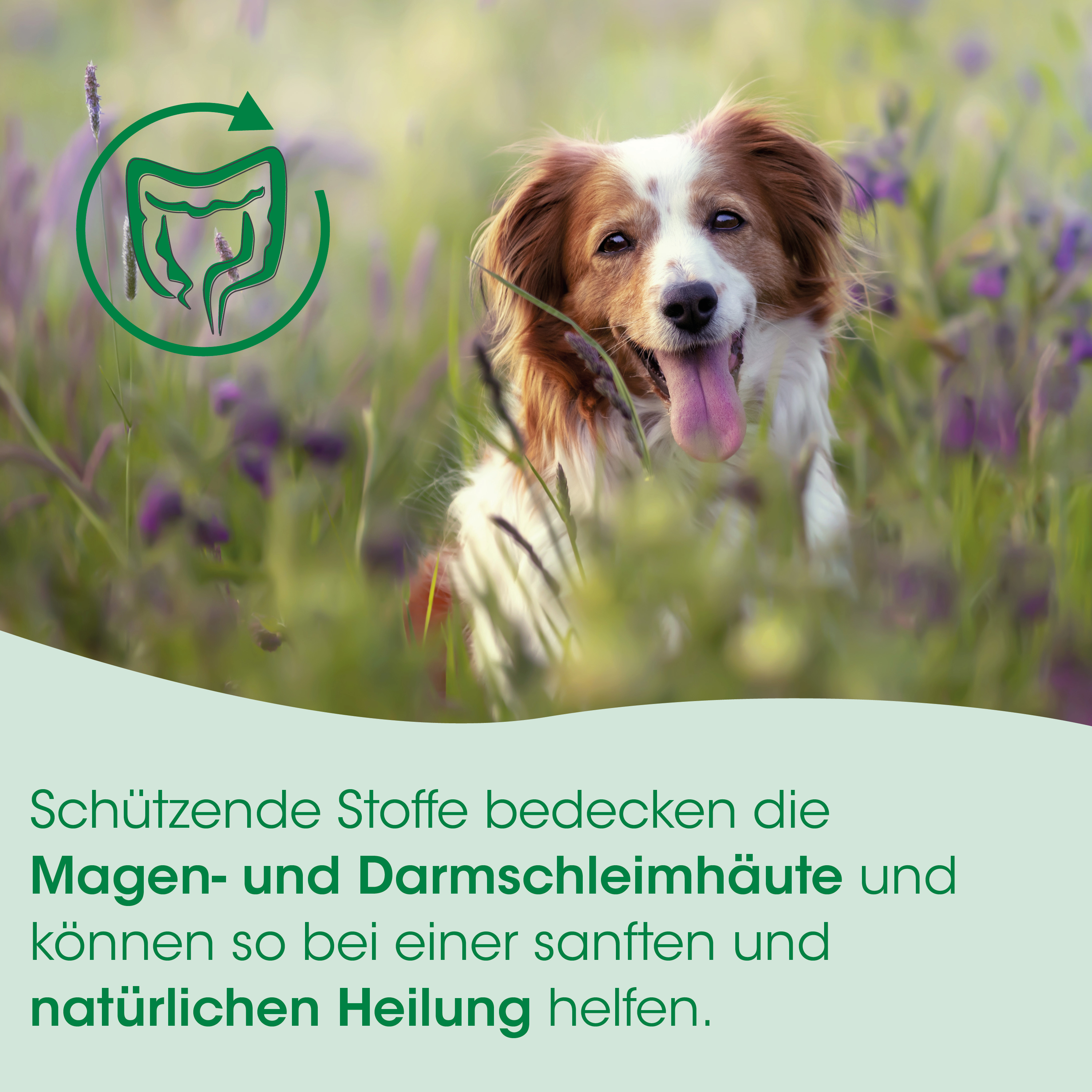 Hund, Collie, Feld, Blumen, grüne Banner