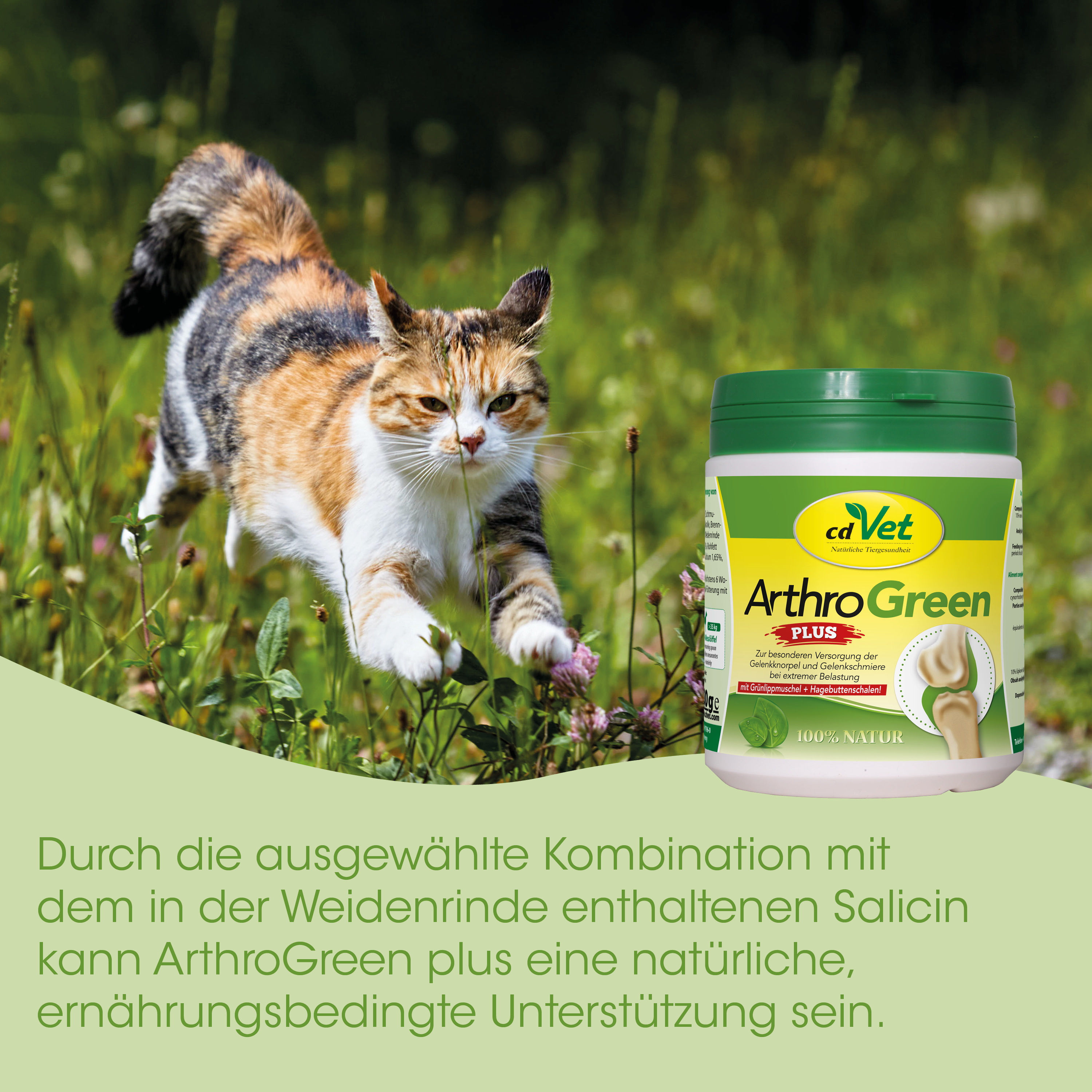 Katze, Tiernahrung, ArthroGreen, Salicin, Naturprodukt