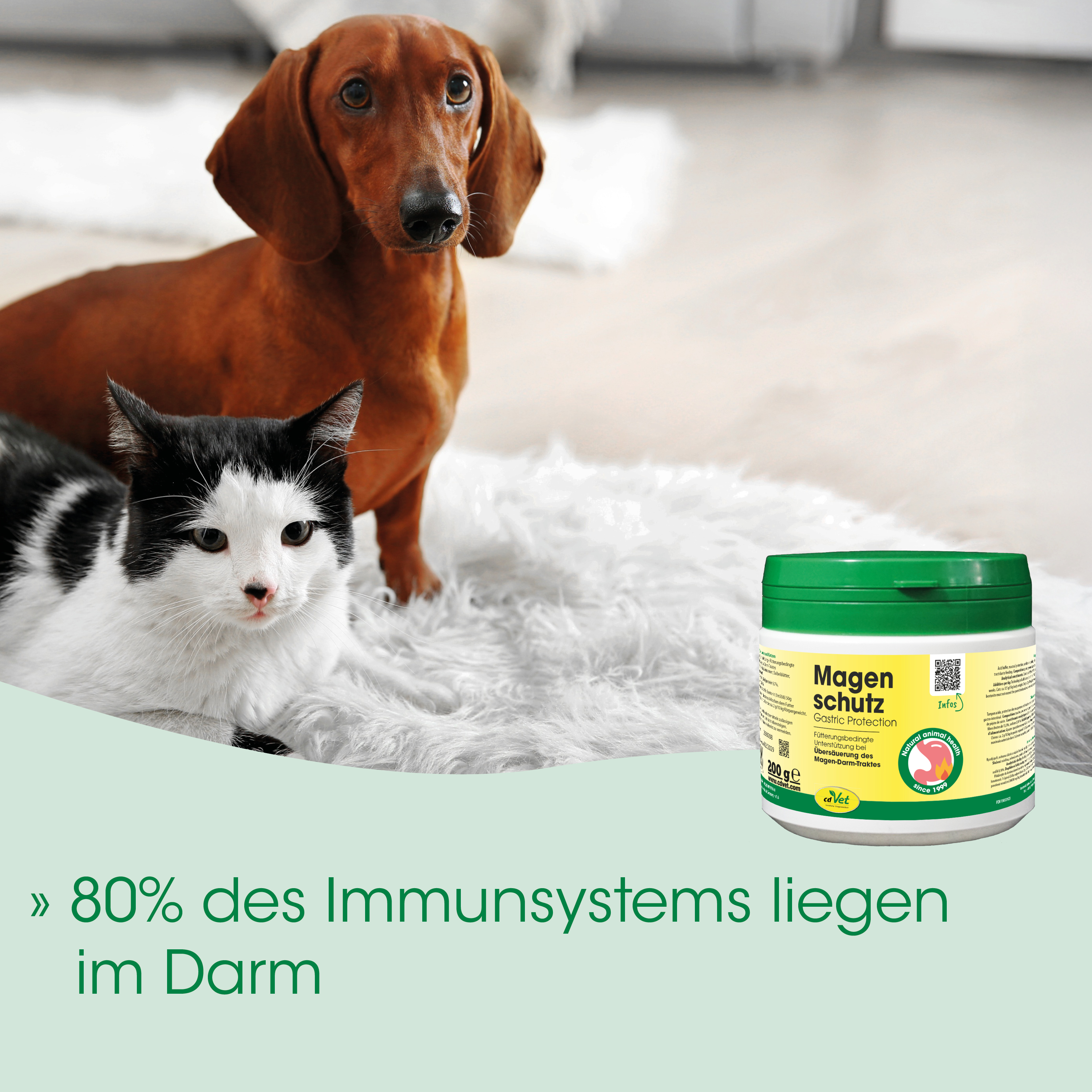 Dachshund, Hund, Katzenbild, Magen-Darm, Nahrungsergänzung