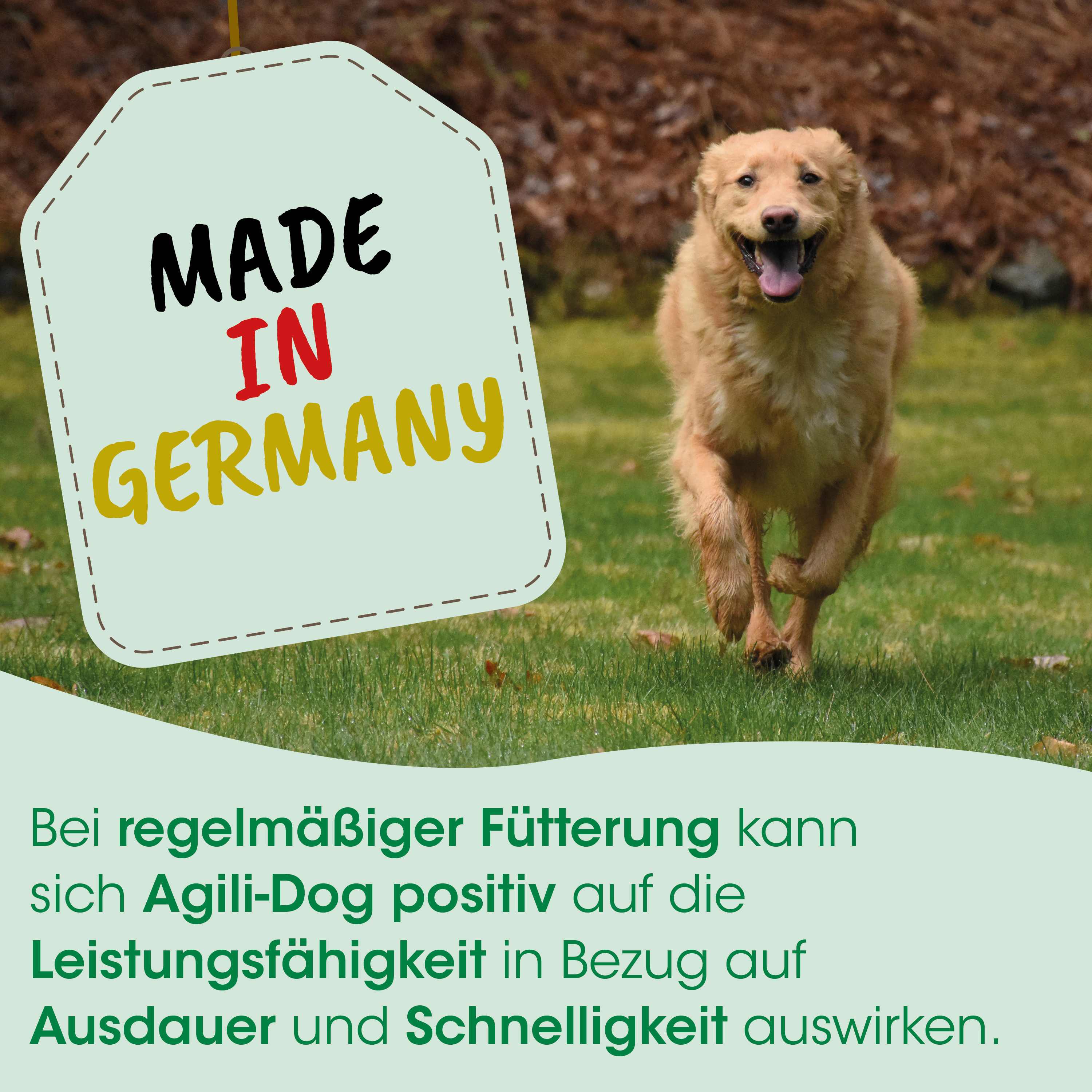 hund, golden retriever, haustier, laufen, draußen
