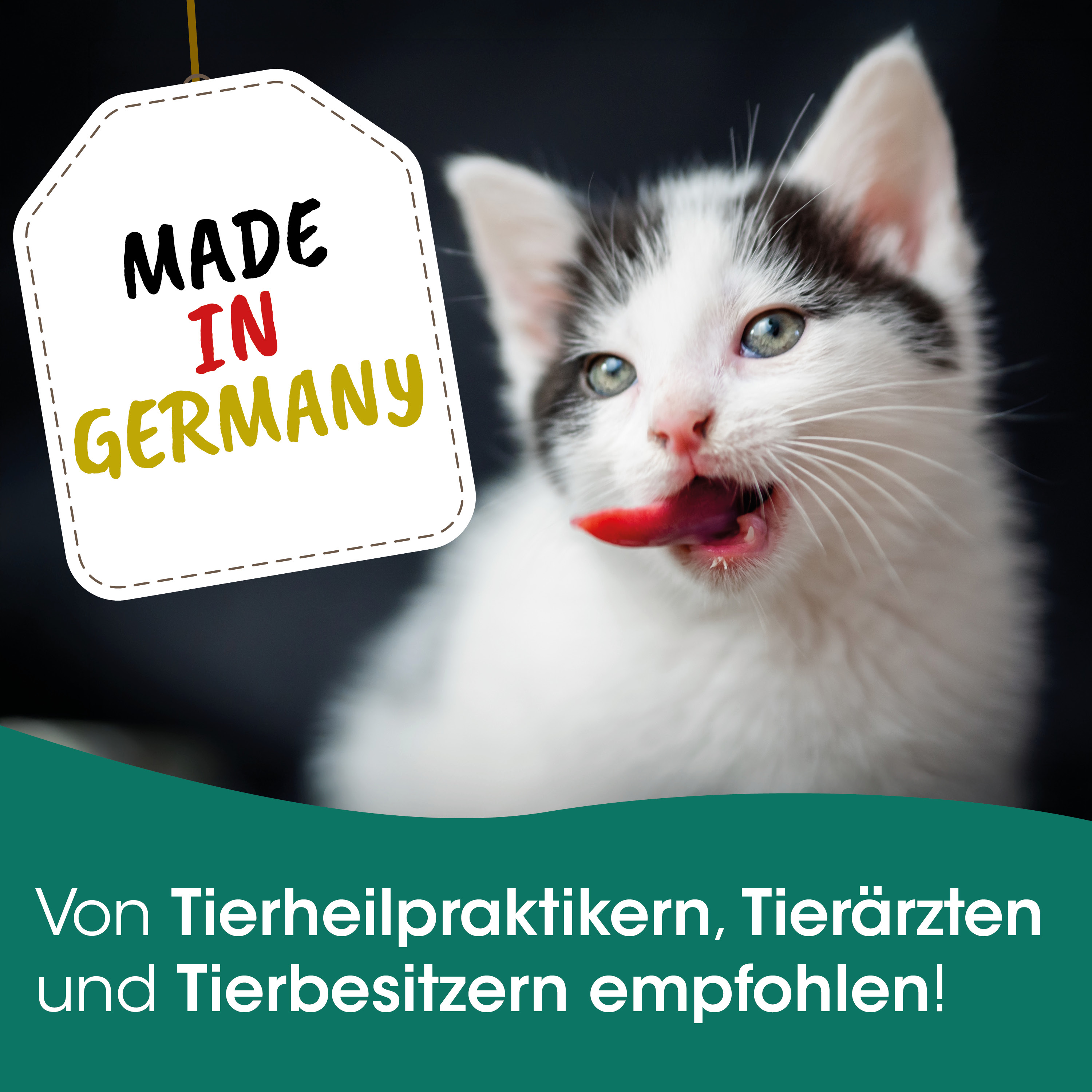 Katzenbild, Katzenfell, Schwarz-Weiß, Katze, Lächelnde Katze