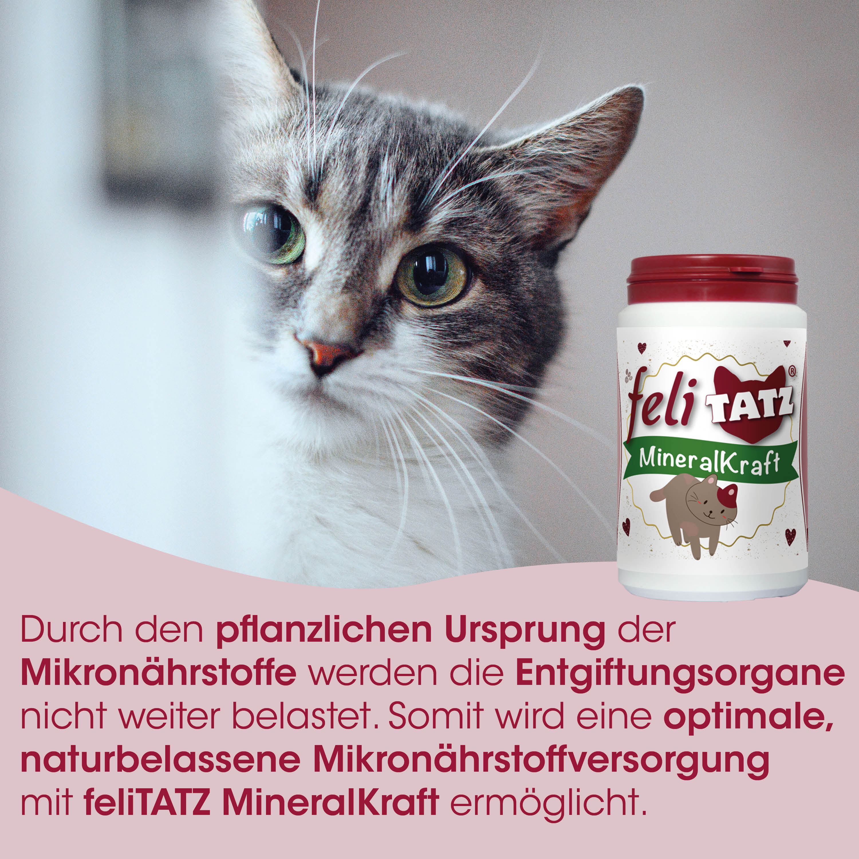 Katzenbild, Katzenfutter, Mineralstoff, Sponsorbild, Flasche