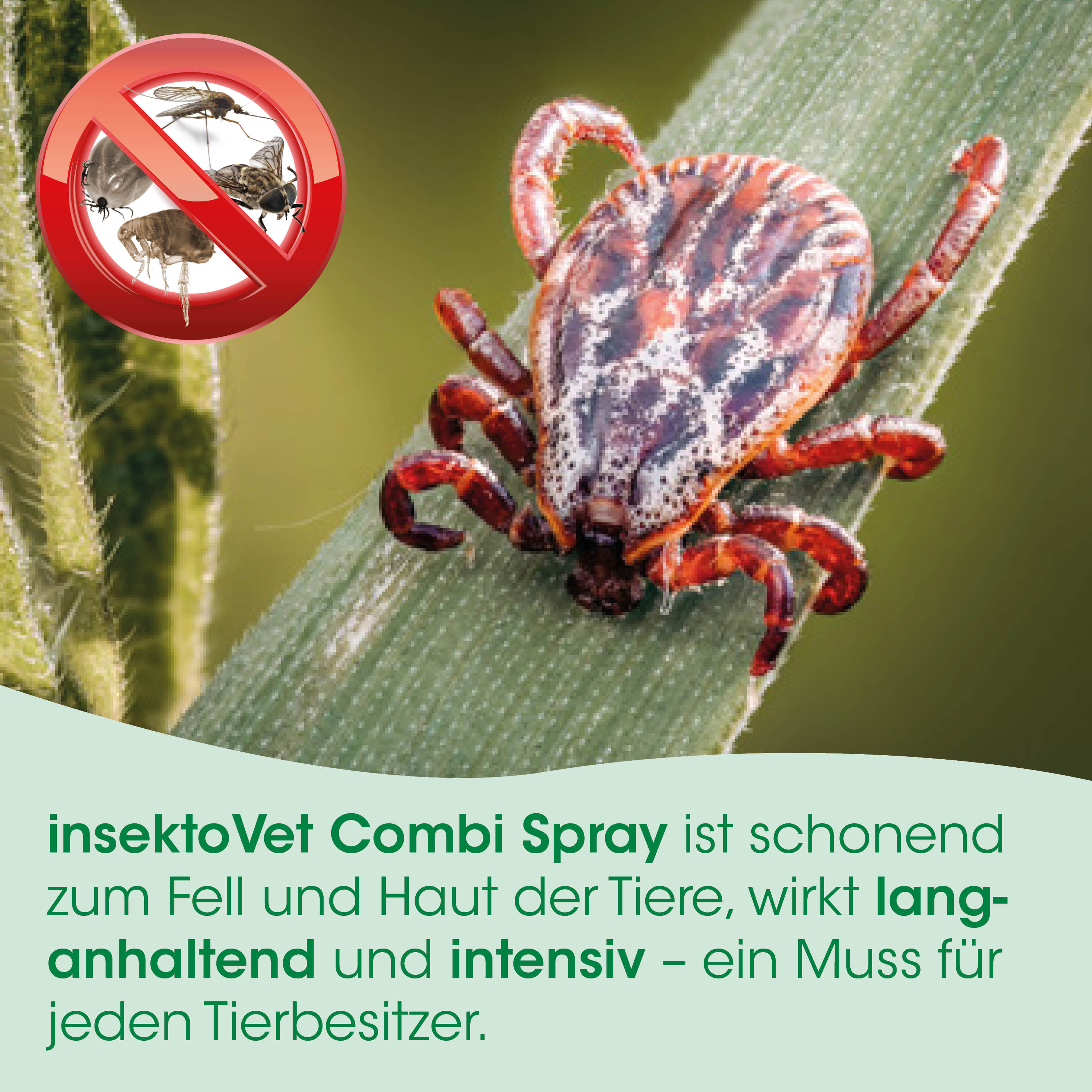 Falter, Zecke, Insekt, Spray, Insektenschutz