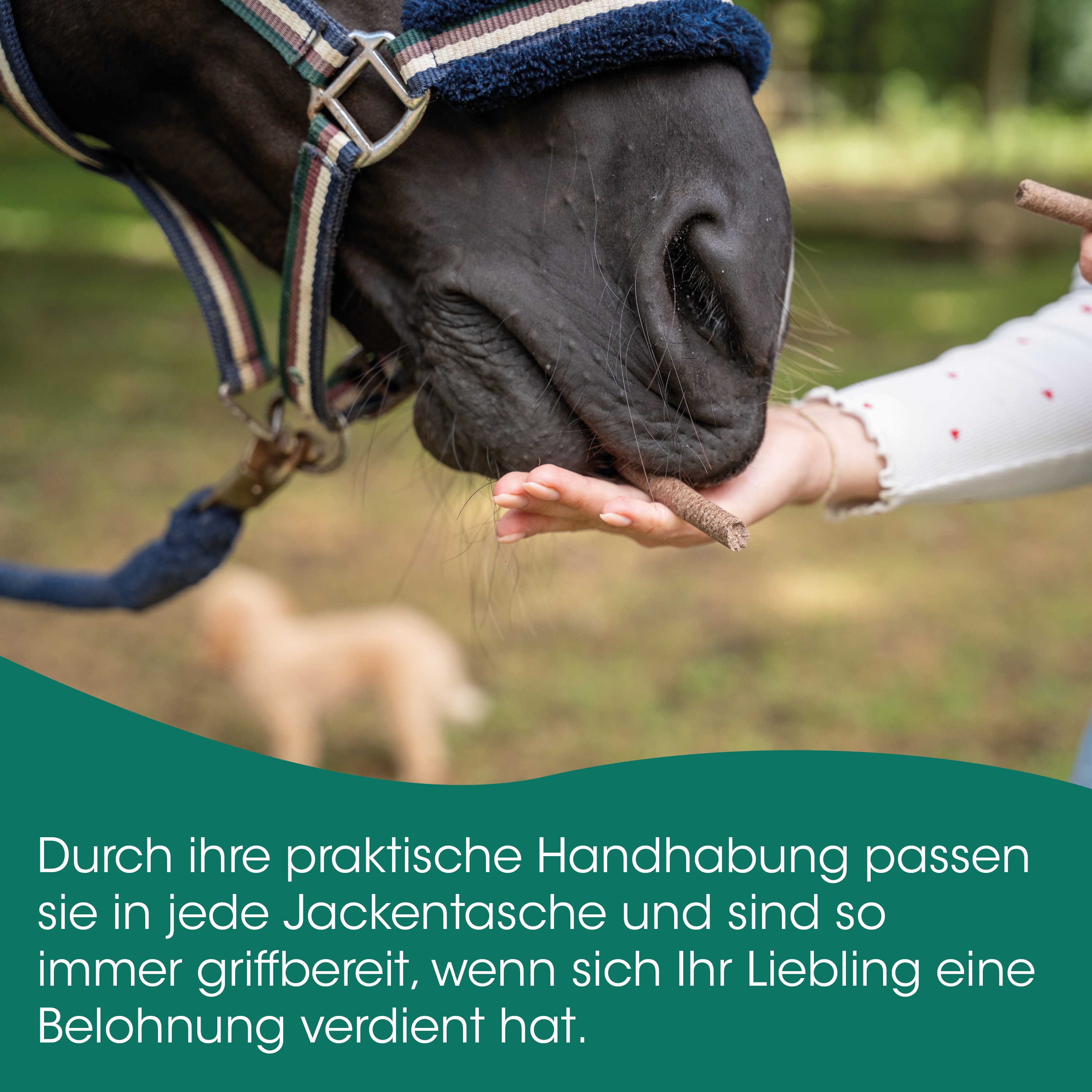 pferd, nase, hand, beißen, geschirr