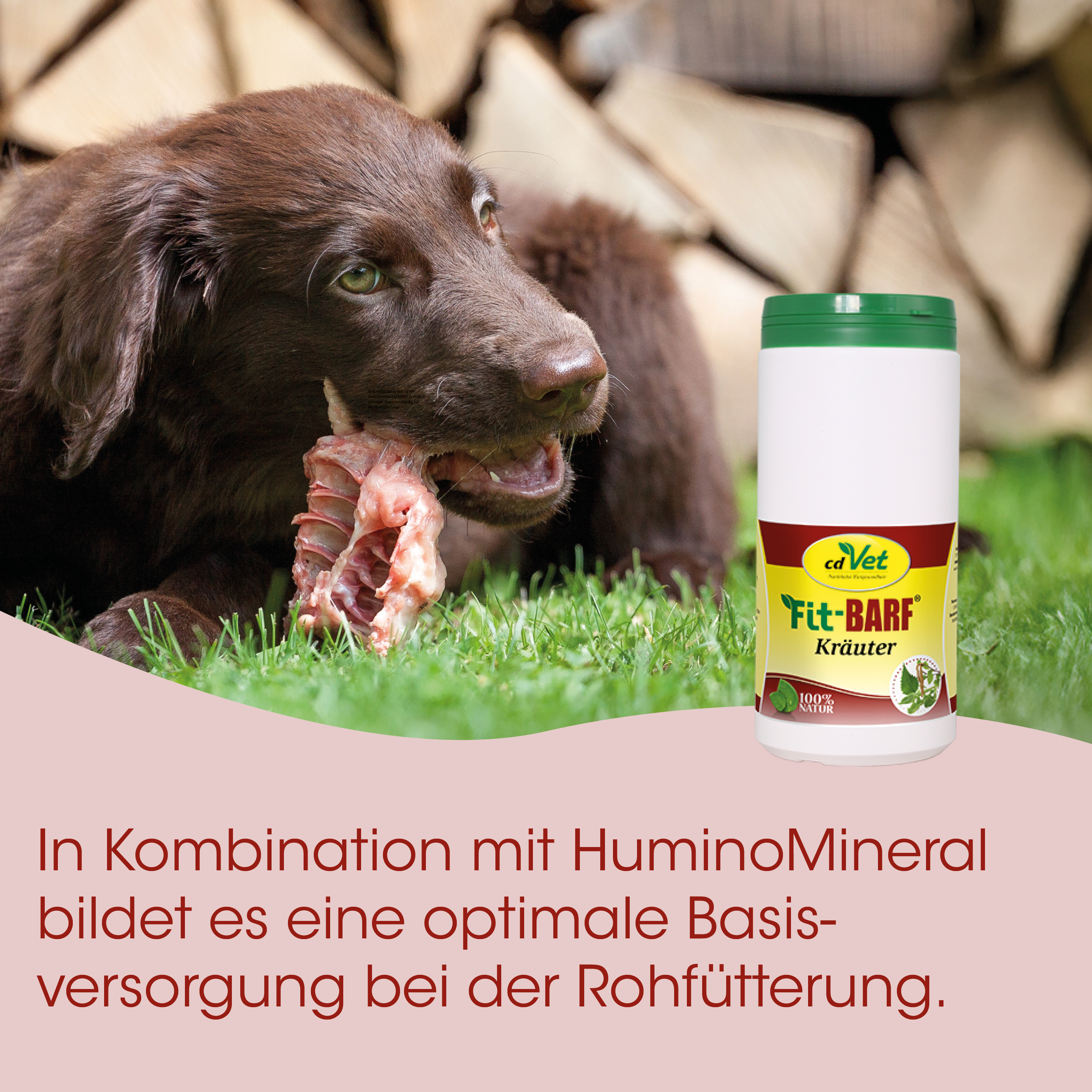 Hund, Hunde-Nahrung, Knochen, Fleisch, Behälter