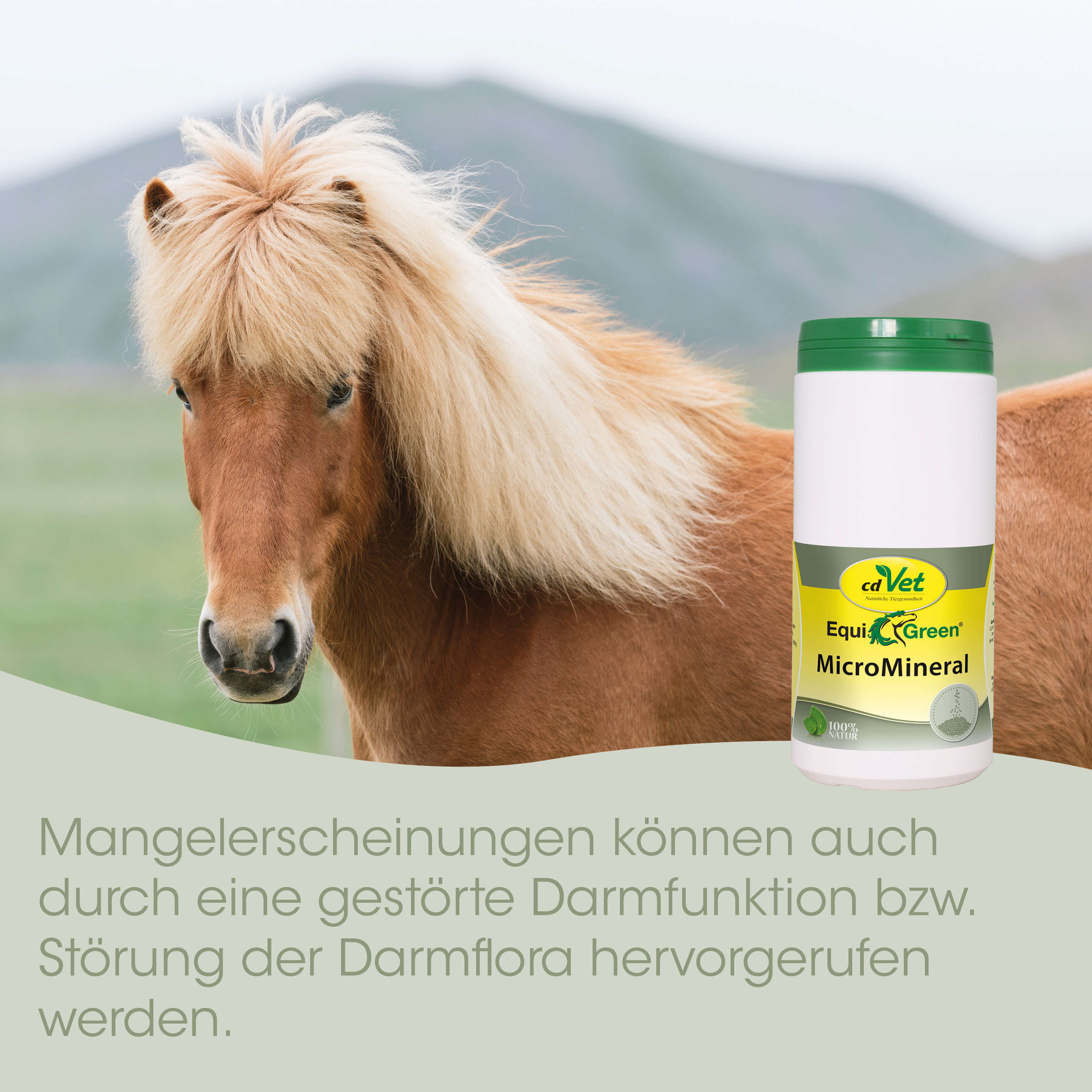 Pferd, Miniaturpferd, Fell, Mähnenpferd, Kautablette