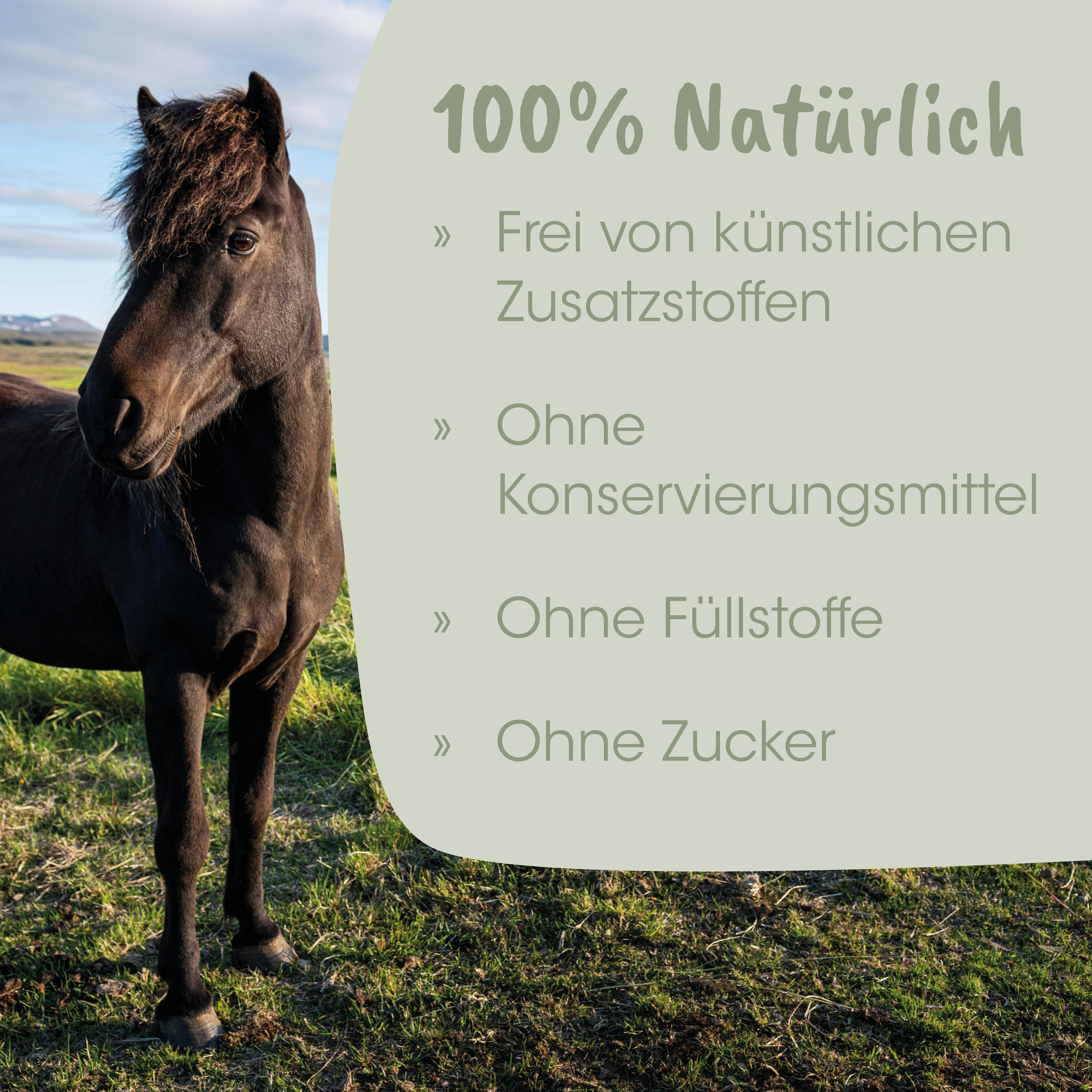 Pferd, Schwarz, Outdoor, Natur, Tier