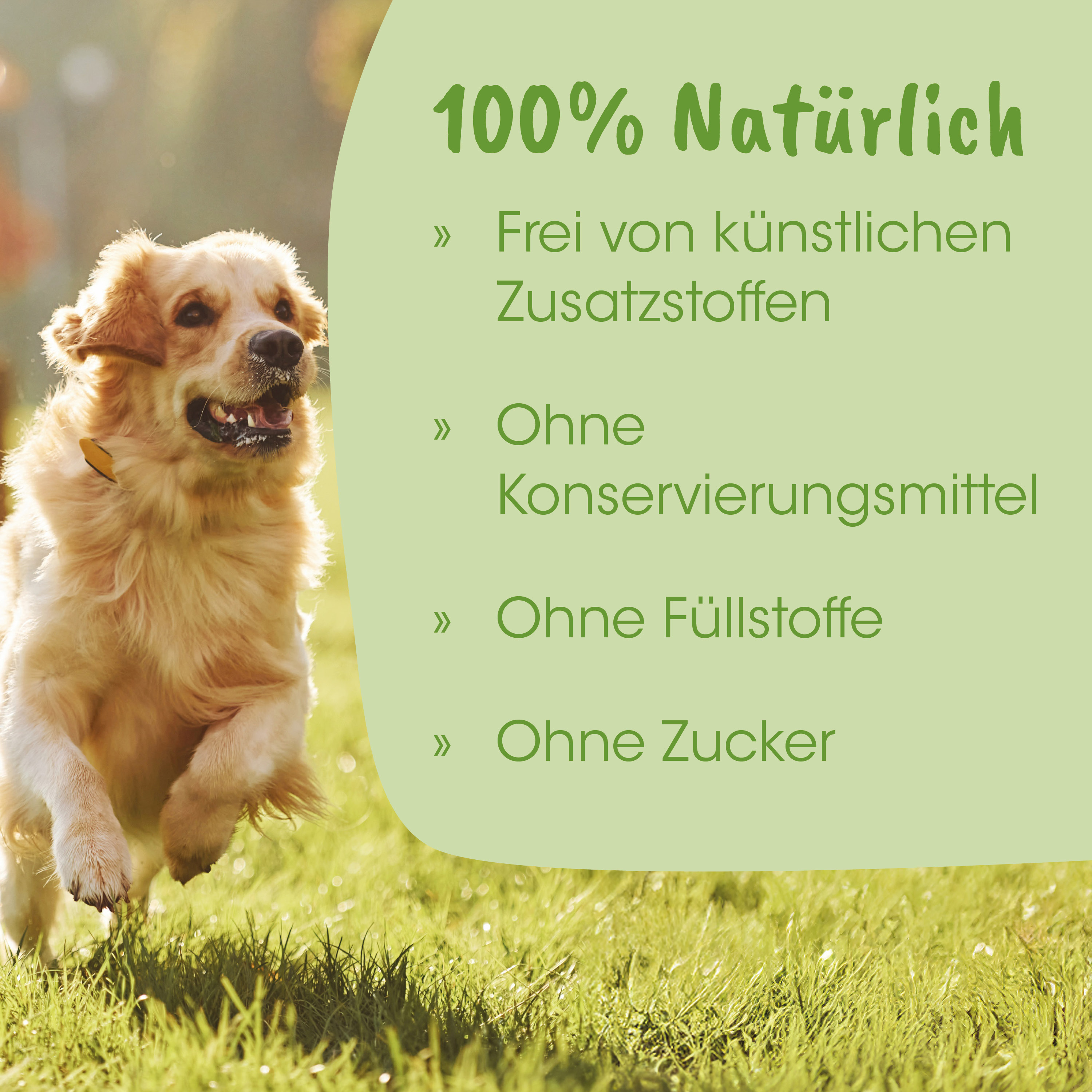 Hund, Laufend?, golden retriever, Tier, Aktivität