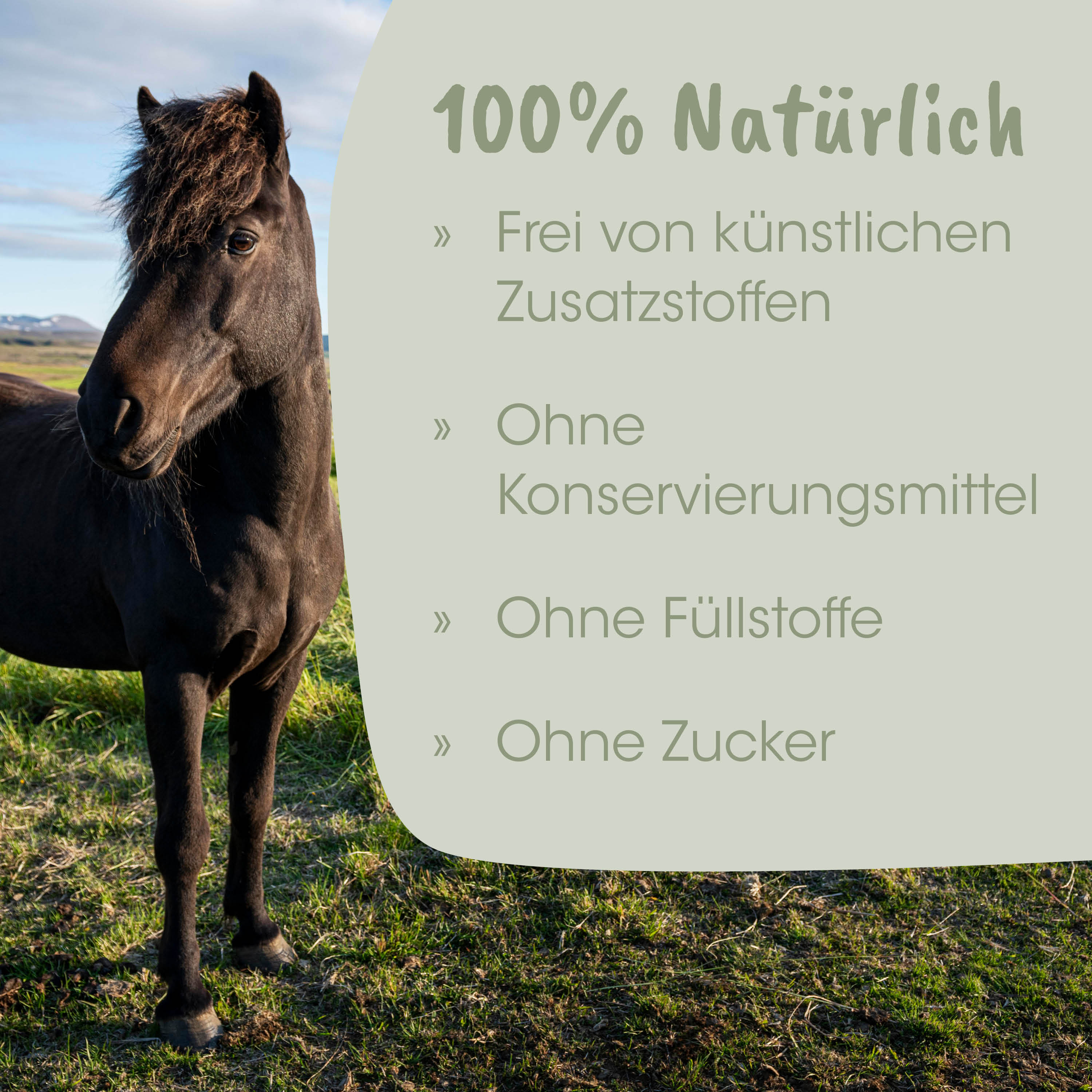 Pferd, Schwarzes Pferd, Natur, Landschaft, Grasland